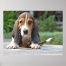 Suche nach basset poster Haustier
