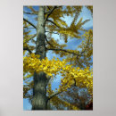 Suche nach ginkgo poster Herbst