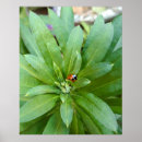Suche nach ladybug poster Blume