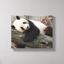 Suche nach pandas leinwandbilder Smithsonian