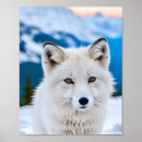 Suche nach füchse poster Schnee