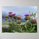 Suche nach schottische kunst Blume
