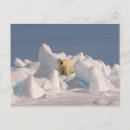 Suche nach packeis postkarten Alaska