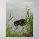 Suche nach biber poster See