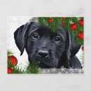 Suche nach hundeschlitten postkarten Labrador retriever