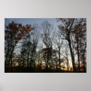 Suche nach eichenbaum poster Wald