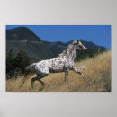 Suche nach appaloosa poster Bob sprache