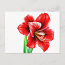 Suche nach amaryllis postkarten Botanisch