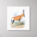 Suche nach antilope leinwandbilder Wild
