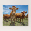 Suche nach cow puzzle Vieh