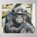 Suche nach chimpanzee poster Niedlich