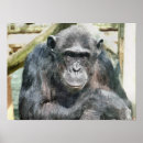 Suche nach chimpanzee poster Wild