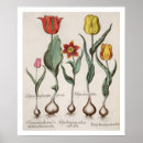 Suche nach rubens poster Blume