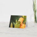 Suche nach lilie fotokarten Natur