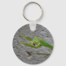 Suche nach betender mantis Natur