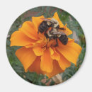 Suche nach marigold magnete Blüte