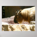 Suche nach zoo poster Jede person