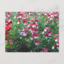 Suche nach selten postkarten Natur