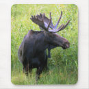 Suche nach elch mousepads Wild lebende tiere