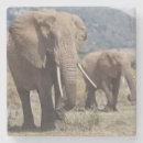 Suche nach afrikanischer elefant untersetzer Tag