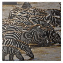 Suche nach herde fliesen Wildtiere