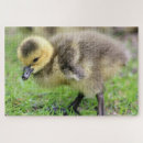 Suche nach gans puzzle Fotografie