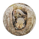 Suche nach niedliches eichhörnchen schneidebrettchen Tierwelt