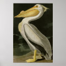 Suche nach amerikanischer vogel poster Illustration