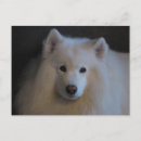 Suche nach samoyed postkarten Sammig
