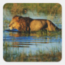 Suche nach botswana aufkleber Tiere im wilden