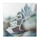 Suche nach succulents fliesen Pflanze