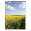 Suche nach canola Im freien