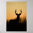 Suche nach odocoileus Bock