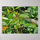 Suche nach flitter poster Natur