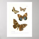 Suche nach lepidoptera poster Insekt