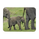 Suche nach afrikanische elefanten magnete Loxodonta africana