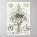 Suche nach ernst von haeckel poster Biologie