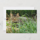 Suche nach verstecken postkarten Katze