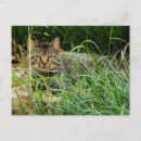 Suche nach katzenbilder postkarten Jede person