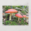 Suche nach rotkehlchen postkarten Wald