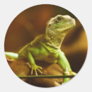 Suche nach eidechse aufkleber Reptil