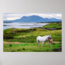 Suche nach galway poster Connemara