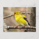 Suche nach goldfink postkarten Finken