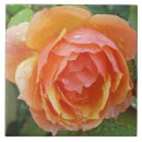 Suche nach orange rosen fliesen Fotografie