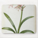 Suche nach amaryllis mousepads Botanisch