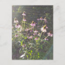 Suche nach echinacea postkarten Blumen