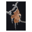 Suche nach eiszapfen poster Gefroren