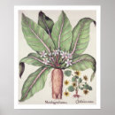 Suche nach hortus poster Deutsch