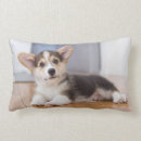 Suche nach corgi baby kinder Niedlich