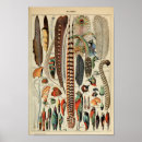 Suche nach vogelfeder poster Vögel